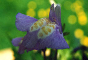 Mazus reptans